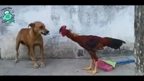 Who will win a fight between chicken and dog?