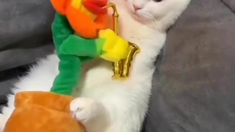 Cat funny movements with dancing cactus 🌵😂