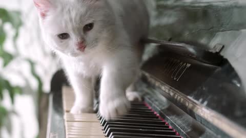 White cat playing the piano