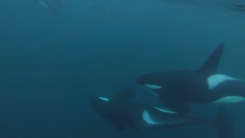 Wild Orca Killer Whales Swimming