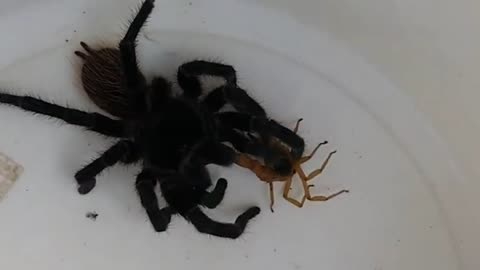 giant spider vs scorpion battle to the death