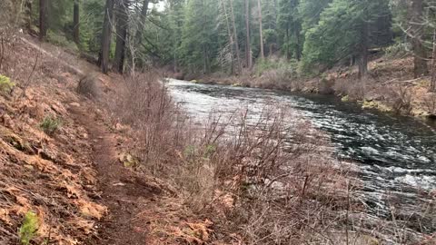 Hiking Beside the Forested River – Metolius River National Recreation Area – Central Oregon