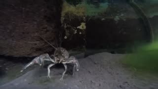 Crabby Crawfish