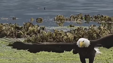 Hangry bald eagle glides in & snatches a fish from a bed of sea lettuce