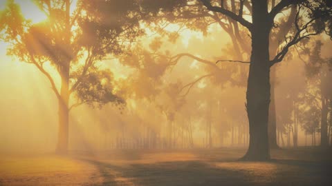 Dawn's Awakening: Trees Basking in the Morning Sunlight