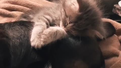 Kitten naps on dog's head