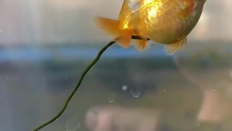 Who needs a pleco when you got baby goldfish.