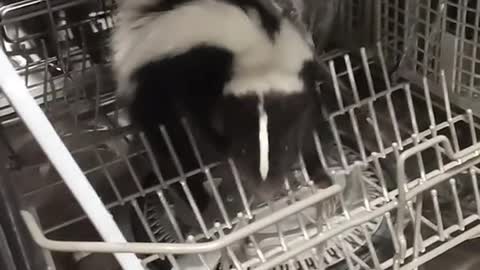 Skunk Caught Climbing into Dishwasher