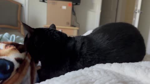 Adopting a Cat from a Shelter Vlog - Cute Precious Piper Again Remembers Being a Kitten