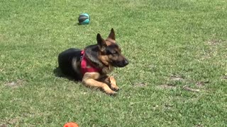 Pitbull and GSD on Guard Duty!