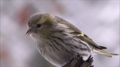 Bird Songbird Siskins Spinus Spinus Animal Nature