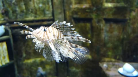 Lionfish Fish Swimming #funny #animals #comedy