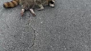 Raccoon Encounter - He's Alive!!