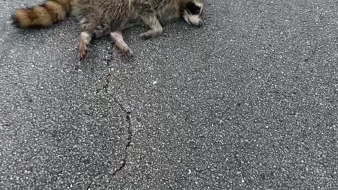 Raccoon Encounter - He's Alive!!