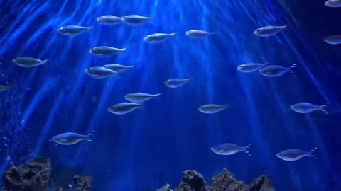 The world of marine fish