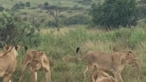 Lion gets beat up by wives