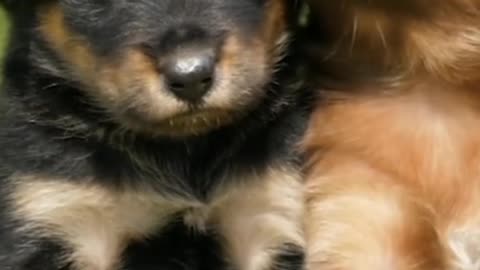 Cute puppy's, emotional dogs, dog lovers, sad dogs, sad puppy's, new puppy's video