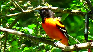 Oriole