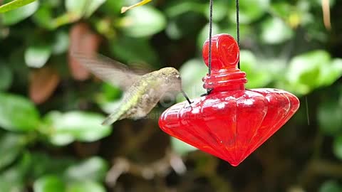 Video of real Humming Bird in slow motion.