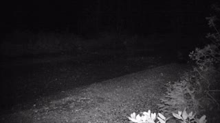 Six Rivers National Forest - Skunk on Night Camera