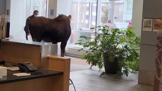 Chasing A Moose Out Of The Hospital