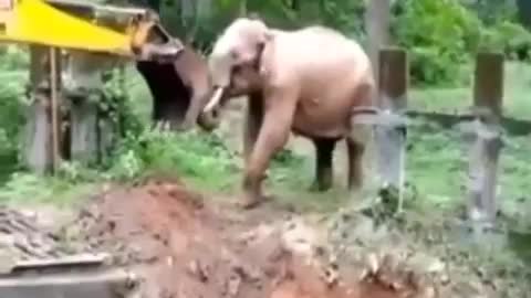 touching rescue of a baby elephant