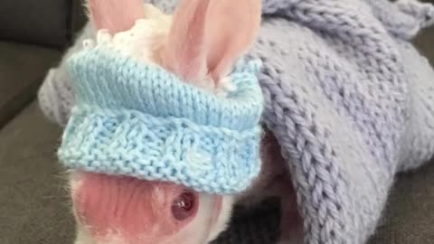 Hairless Bunny Finds Family Who Loves Him | The Dodo