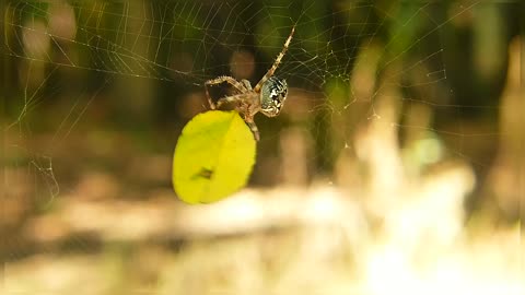 Mangora Acalypha Spider Beautiful Colourful Spider