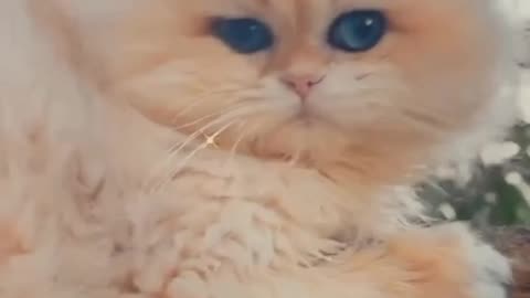 Adorable cute cat