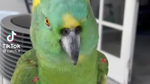 parrot sings wonderfully😅funny birds videos talking | talking birds videos parrots funny