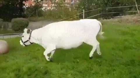Cow Takes the Field in an Epic Football Showdown!