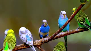 Budgerigar sounds