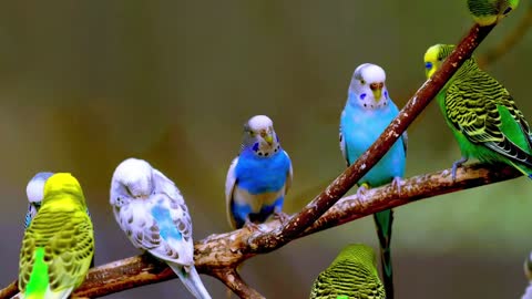 Budgerigar sounds