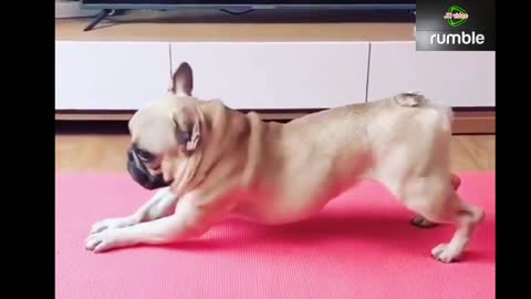 Funny Dog excercise at home..... Funny Dog shorts video