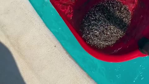 Hedgehog Saved From Swimming Pool