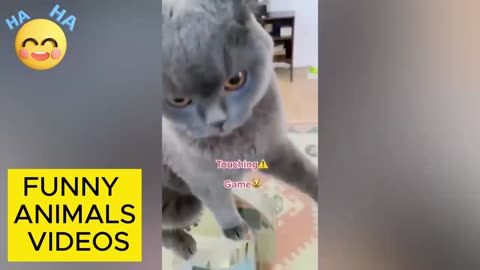 FUNNY ANIMAL VIDEOS.