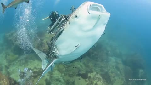 Friendly Baby Whale Shark