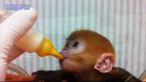 Cute Baby Animal Funny Video