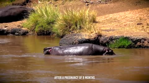 Angry Hippo Crushes Lion's Head And Show It Who's Boss_Cut1