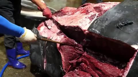 Proses penangkapan ikan paus