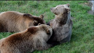 A group of bears playing with each other in the woods