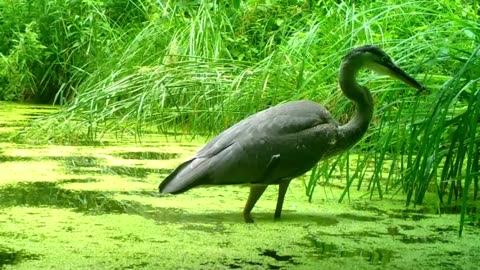 The incredible fishing ability of the Blue Heron