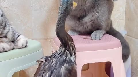 Cat and Duck fight funny