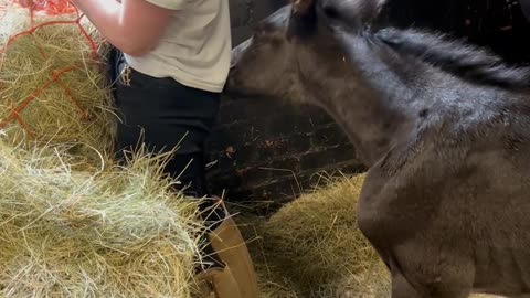 Foal Pesters Caretaker