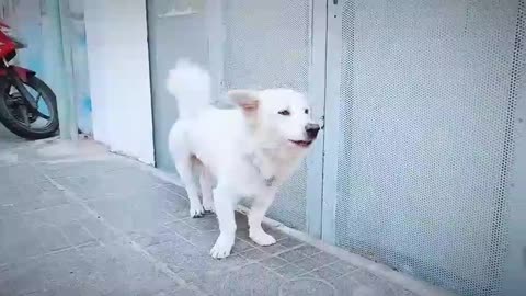 How Dog Reacts When Seeing Stranger - Running, Barking? | Viral Dog Puppy