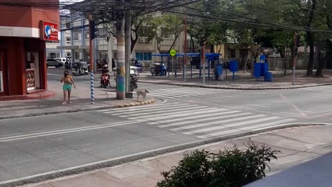 Good Dog Waits Patiently to Cross Road