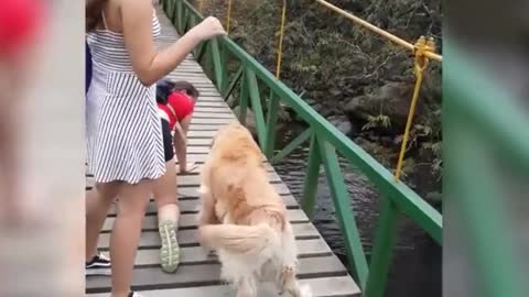 Dog Struggles to Cross Hanging Bridge