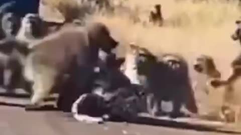 Monkeys vs Jaguar Battle - Wild Life #shortvideos #shortvideoyoutube