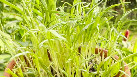 How To Grow Fennel Microgreens