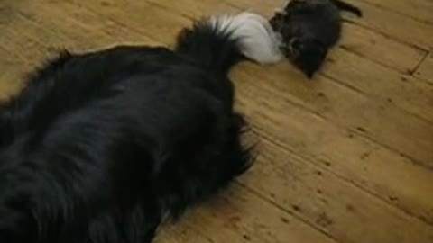 Kitten uses dog's tail as chew toy